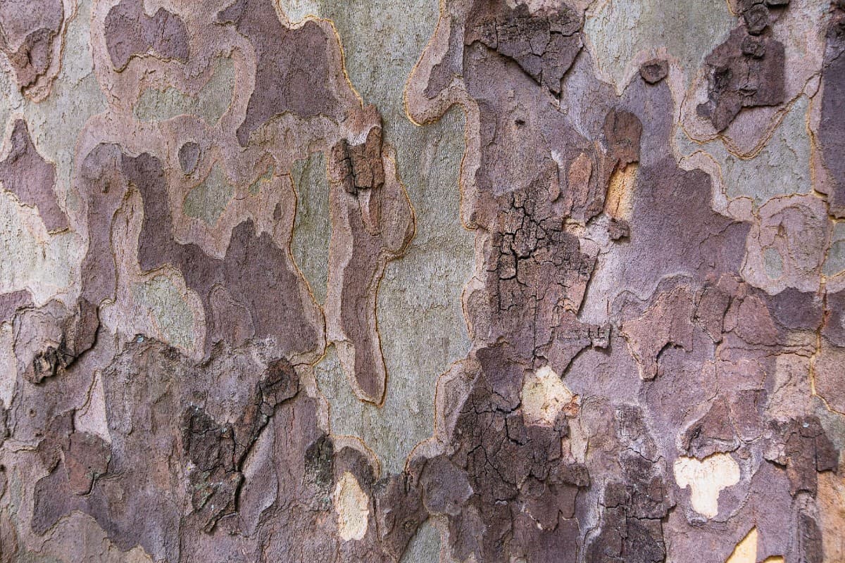The American sycamore has scaly bark in different colors.