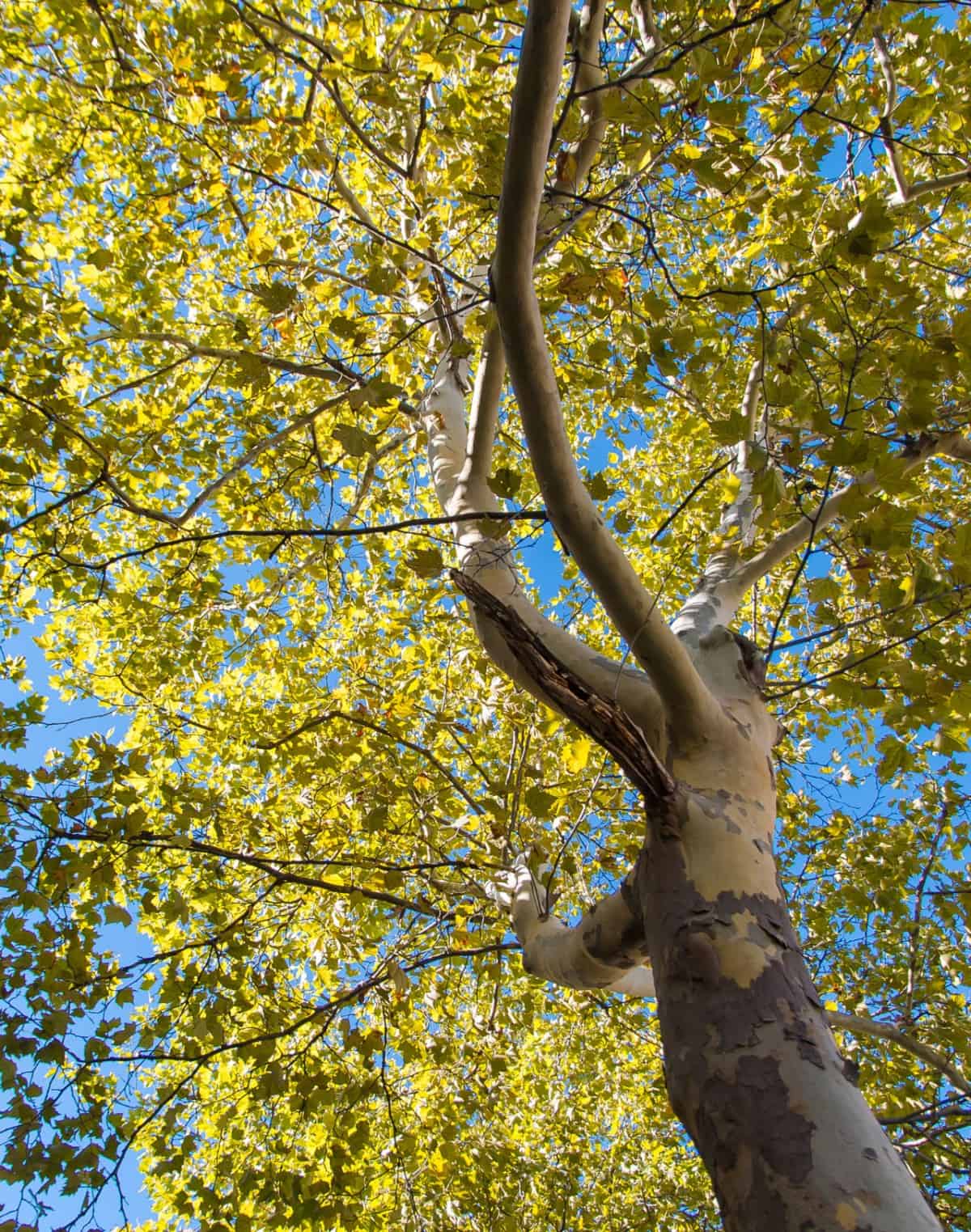 The American sycamore is a huge tree with lots of shade potential.