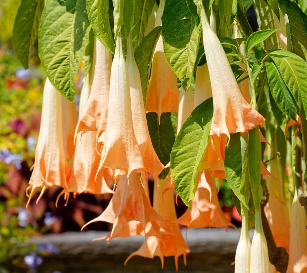 The angel's trumpet is a woody shrub that attracts hummingbirds.