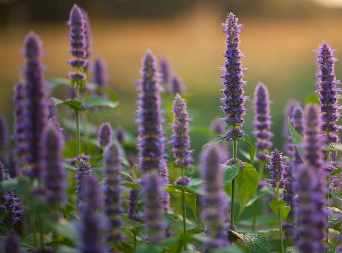 Anise hyssop has attractive spikes of lavender flowers.