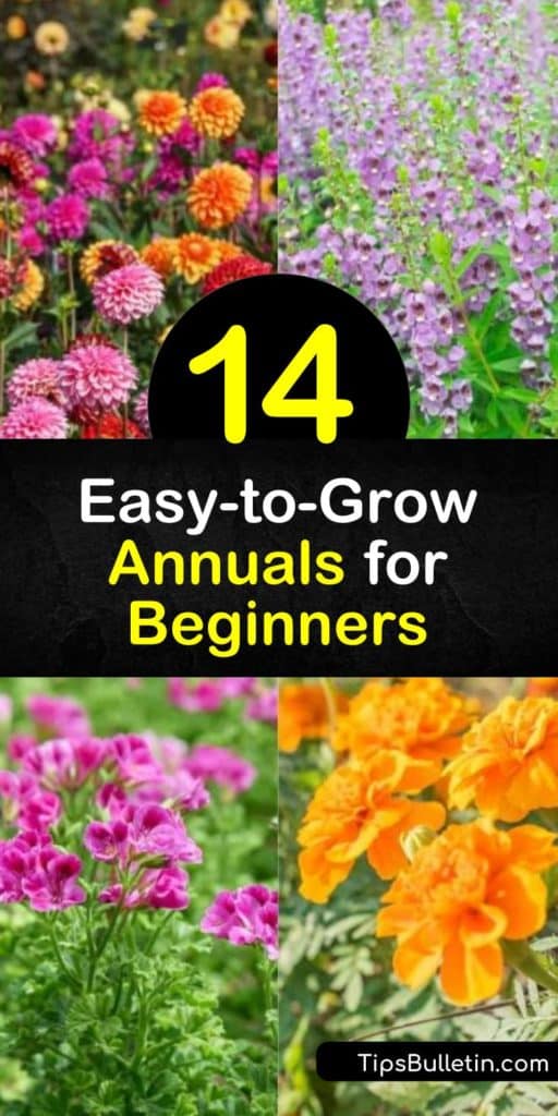 Excel in a new hobby by planting annual flowers in your window boxes, hanging baskets, and garden beds. Start planting petunias, impatiens, pansies, zinnias, dahlias, and geraniums in the early spring and watch your hard work come to life all summer long. #annual #flowers #beginner