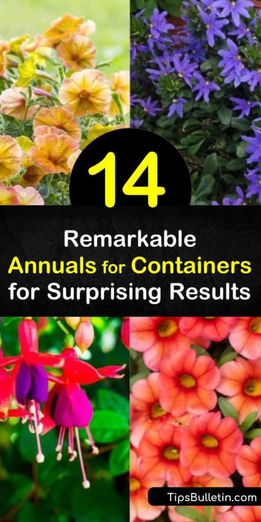 Try these incredible annuals for containers, including those that attract hummingbirds like Hardy Fuchsia. Use calibrachoa and zinnias for lovely cascading effects when container gardening. For corners of the home with partial shade, plant coleus. #annuals #containers #gardening