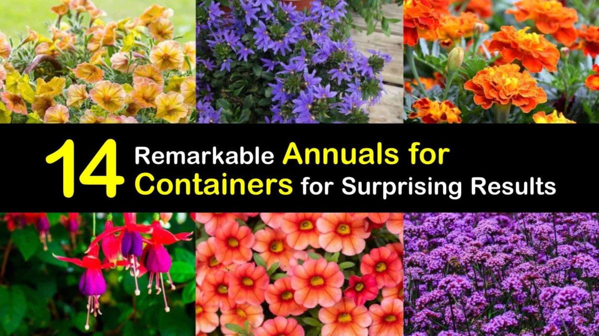 14 Remarkable Annuals for Containers for Surprising Results