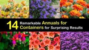 Annuals for Containers titleimg1