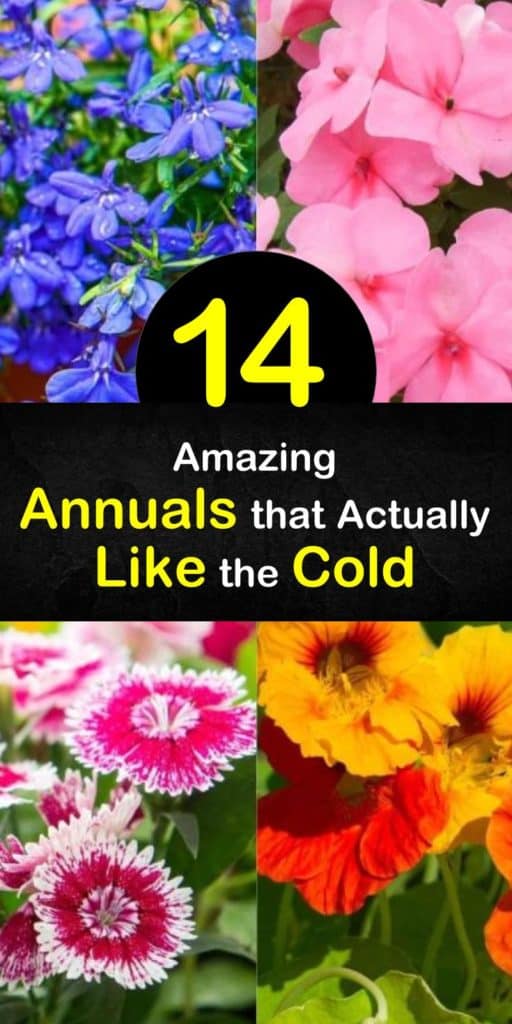 Discover annuals that thrive in cool weather. Though these annual flowers, like dianthus and calendula, may require full sun, they prefer the cool conditions in spring and fall. Grow hardy annuals like sweet peas as a cut flower. #annuals #coolconditions #coolseason