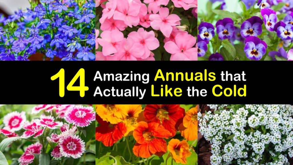 Annuals for Cool Conditions titleimg1