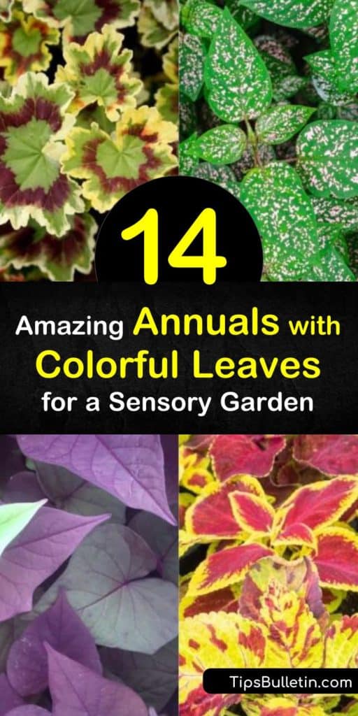 Create a garden for the senses by planting variegated foliage plants with textured leaves. Plant sweet potato vine, caladium, begonia, and other colorful foliage plants, and dusty miller for its fuzzy white texture. #annuals #colorful #leaves #colorfulfoliage #colorfulannuals