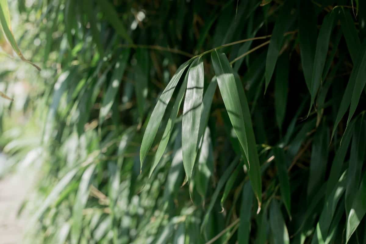 Arrow bamboo is easy to grow.