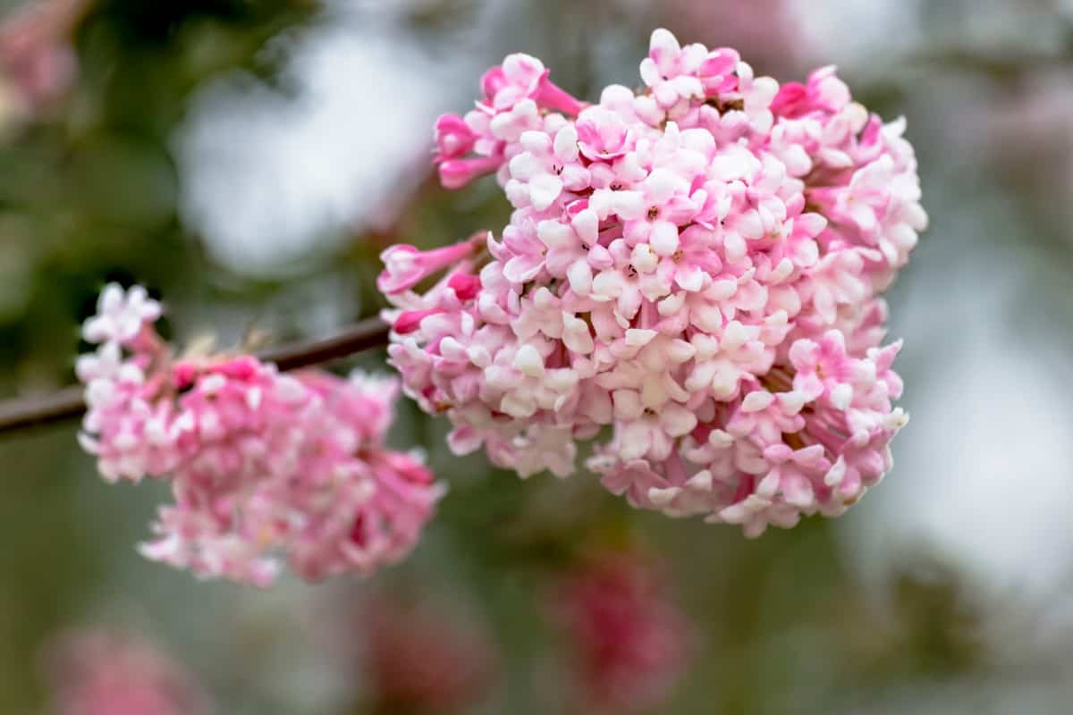 Arrowwood is a shrub with long straight branches and berries that birds love.