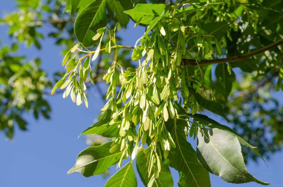 The ash is a popular shade tree.