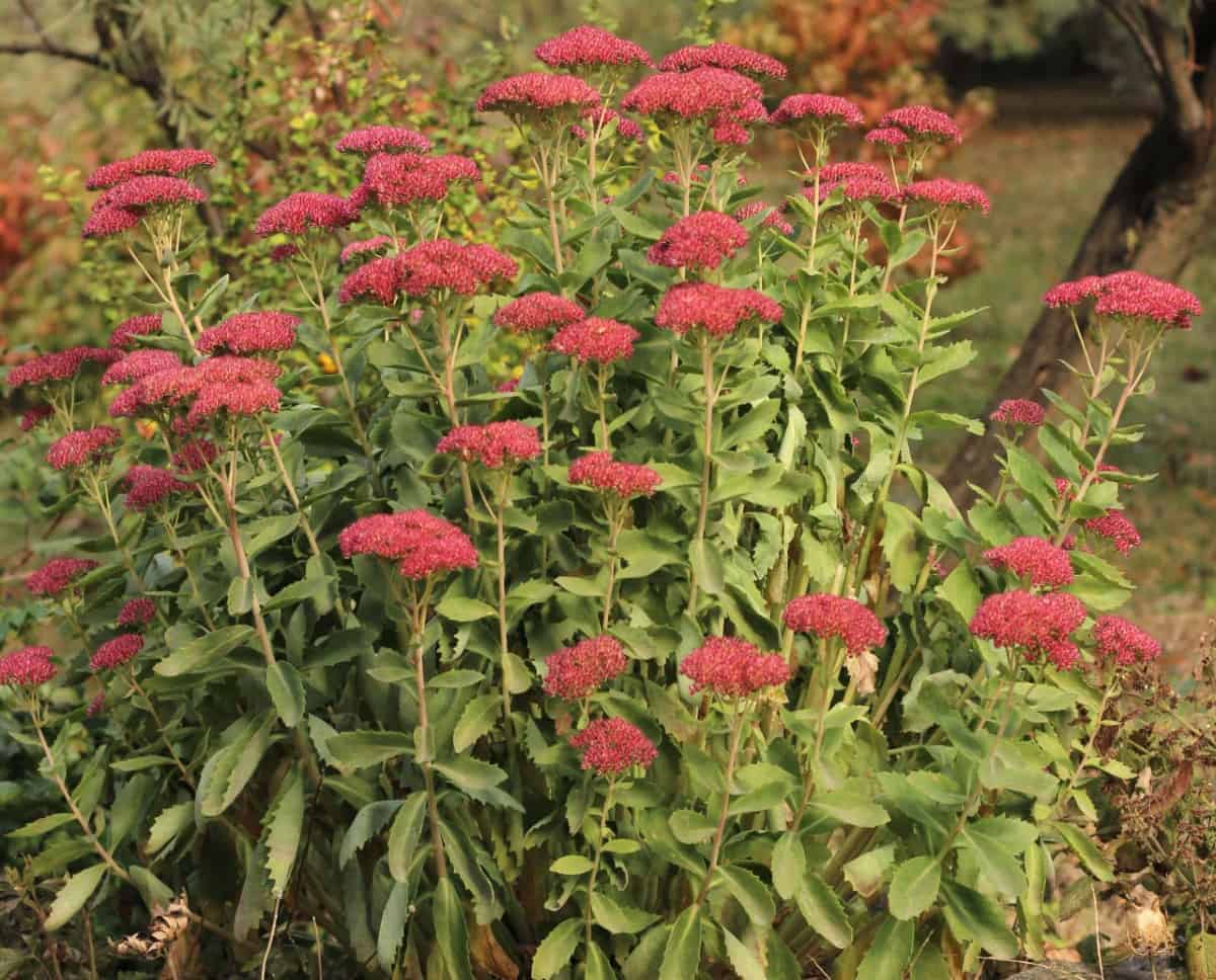 Autumn joy sedum needs little water.