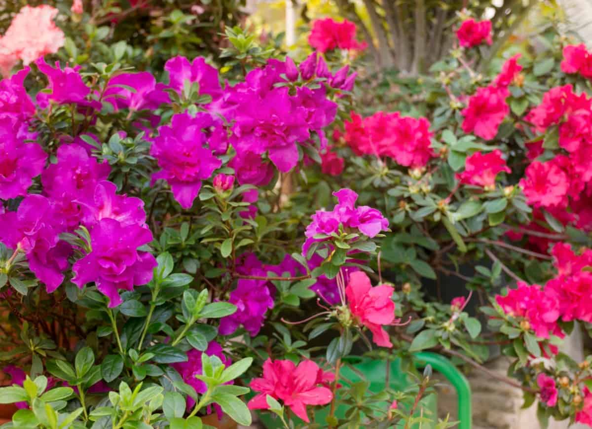 Azaleas are a smaller rhododendron species.