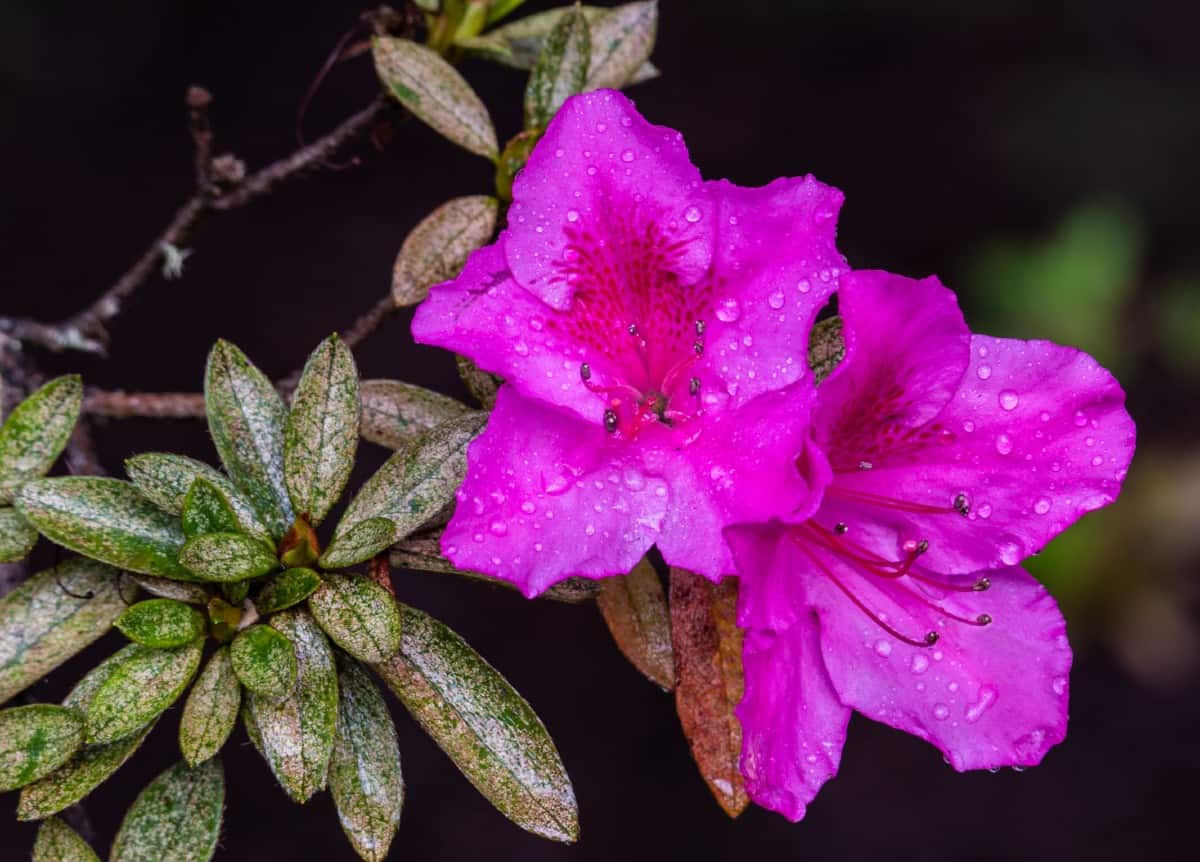 Azaleas are an excellent choice for the landscape.