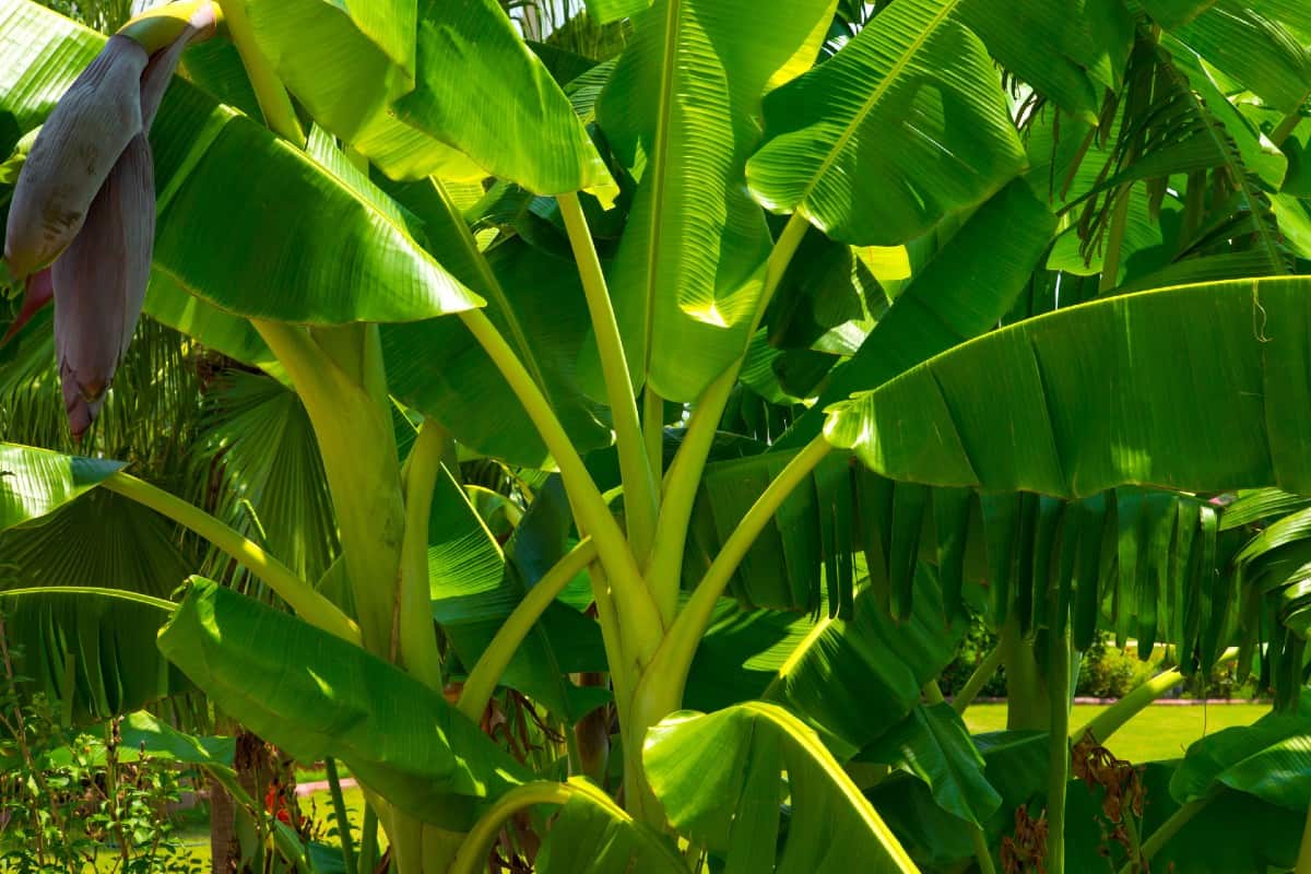 Banana trees are fast-growers that prefer warm climates.