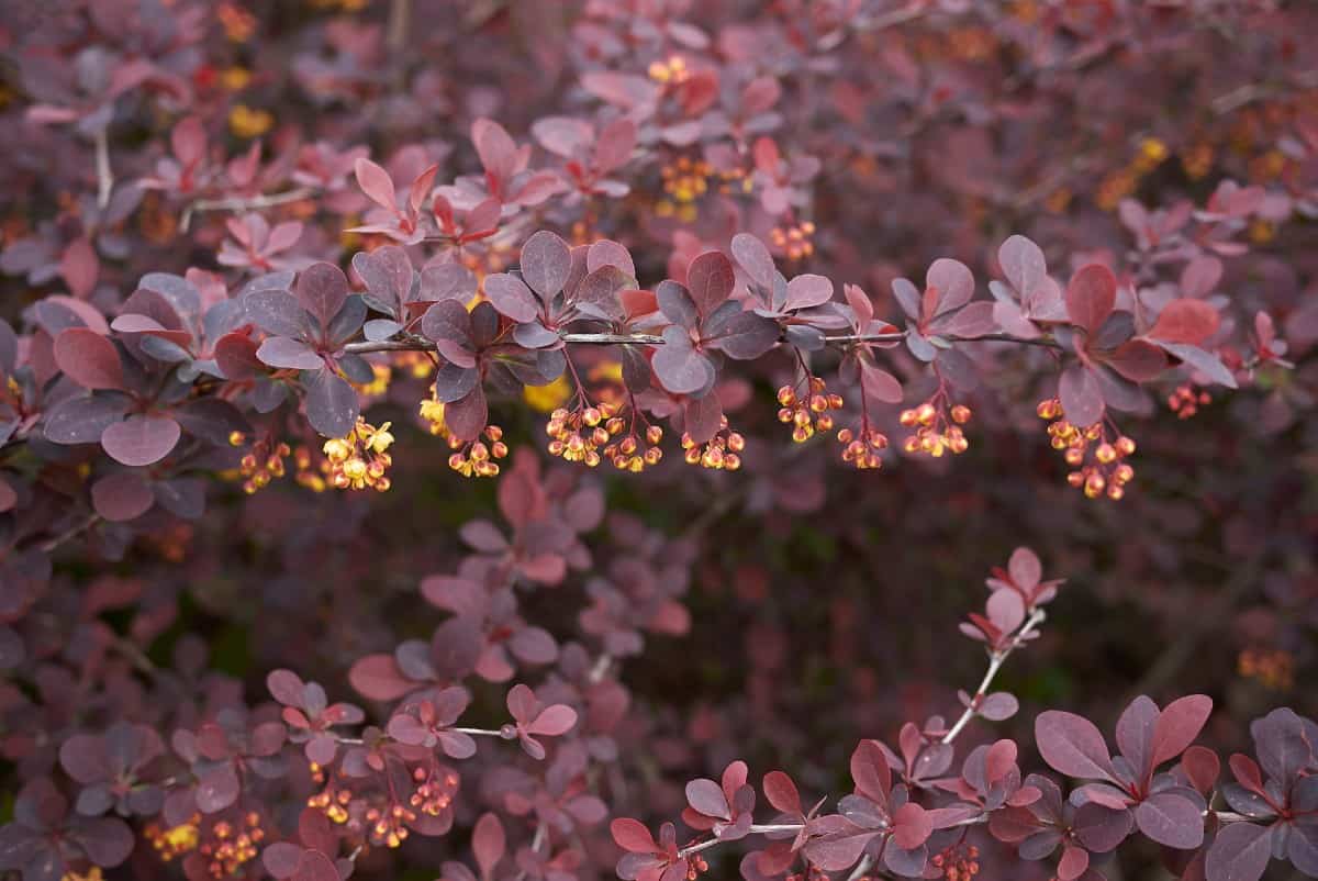 Barberry shrubs come in evergreen and deciduous varieties.