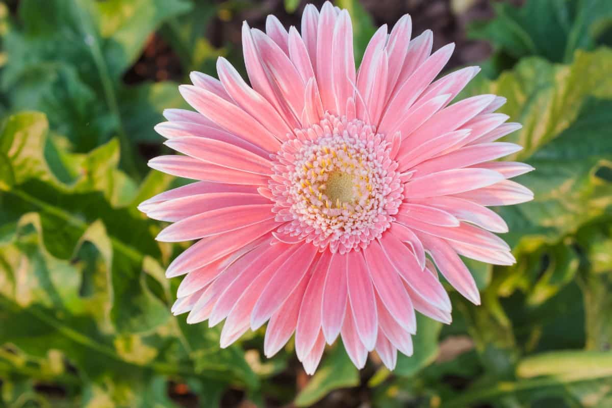 The barberton daisy is better known as the gerbera daisy.