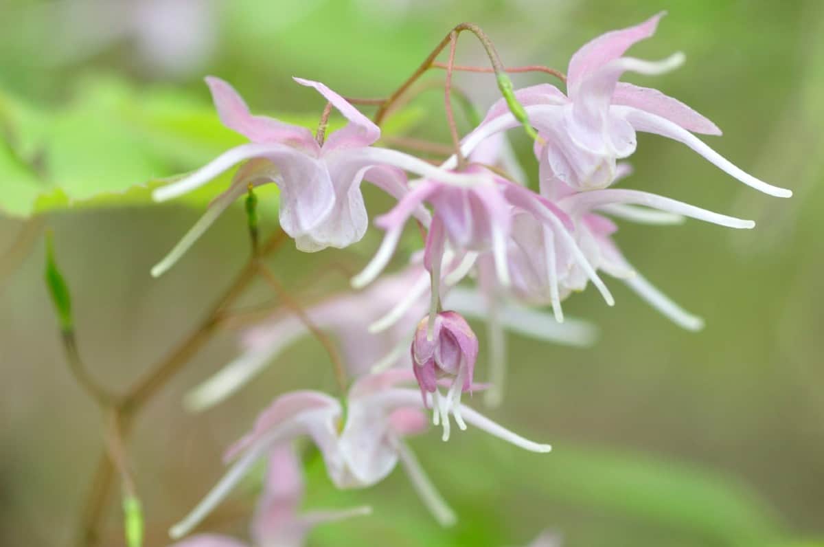 Barrenwort is also called bishop's hat.