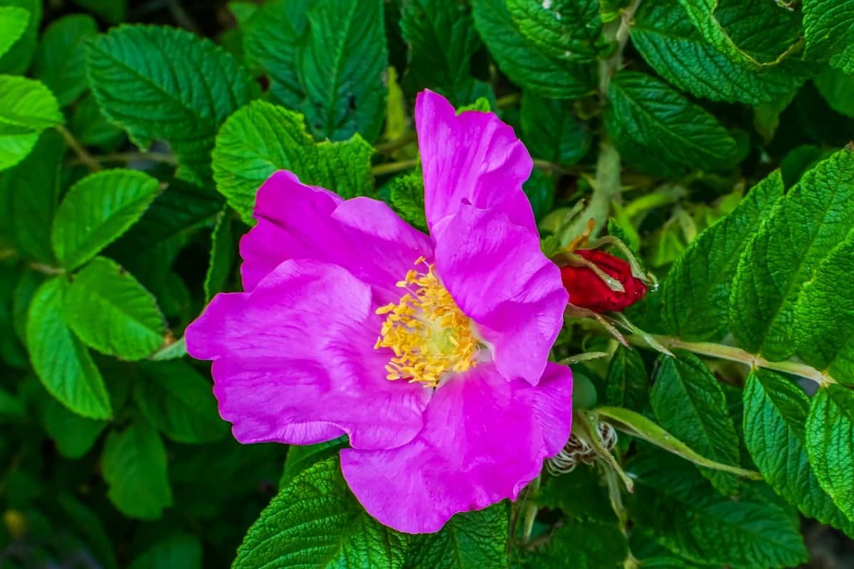 Ругоза Фриулана. Шиповник морщинистый(Rosa rugosa) зимой. Свинцов цветок