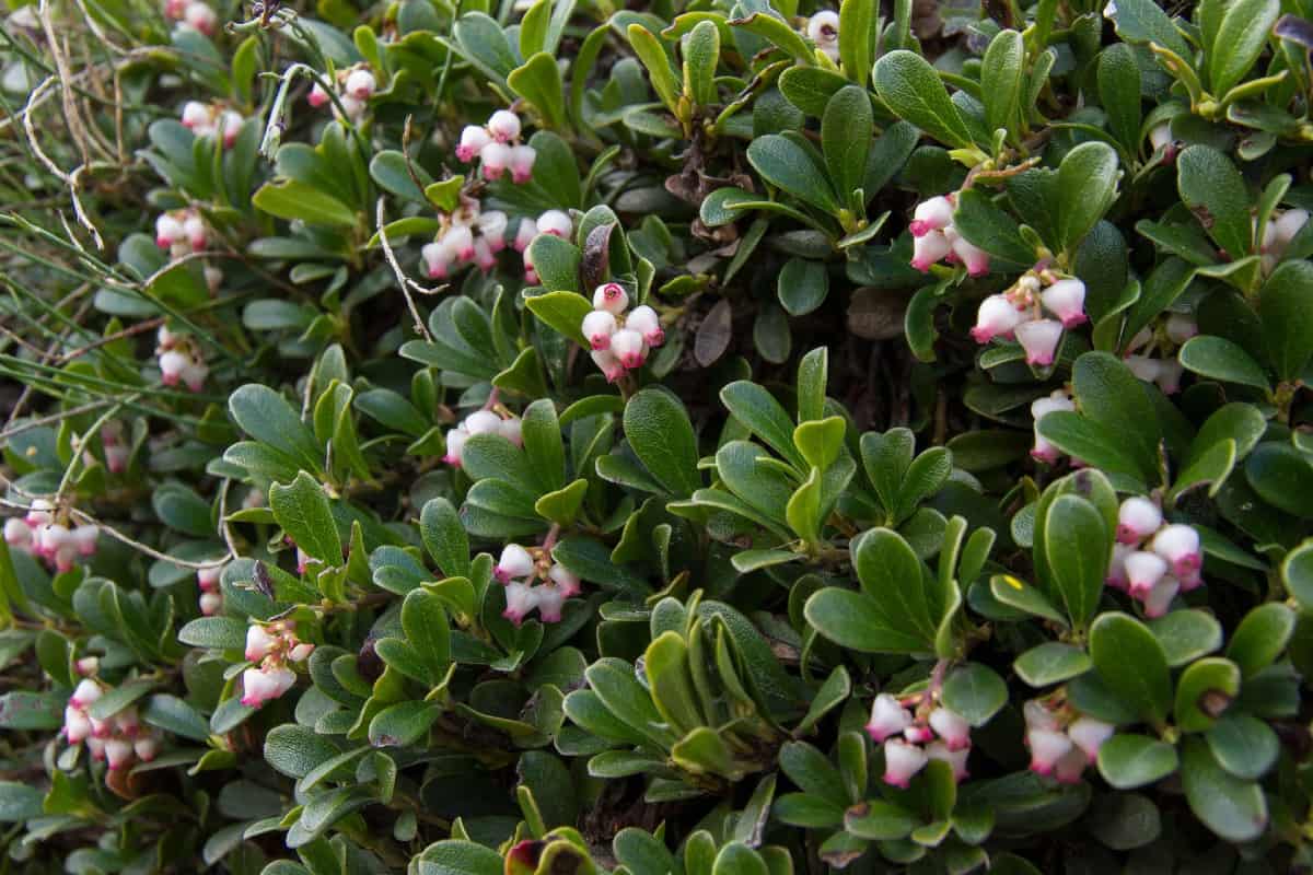 Bearberry shrubs have pretty flowers and berries that wildlife loves.