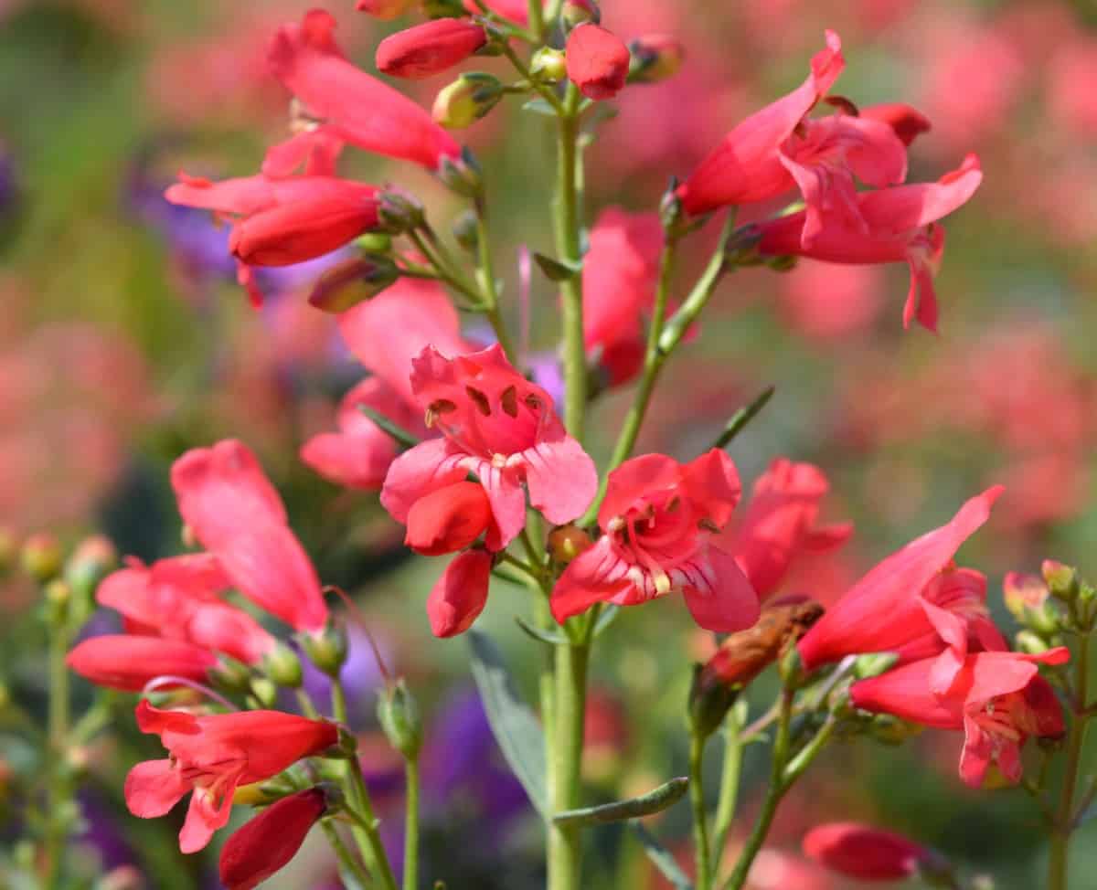 Beard tongue or penstemon is well-loved by hummingbirds.