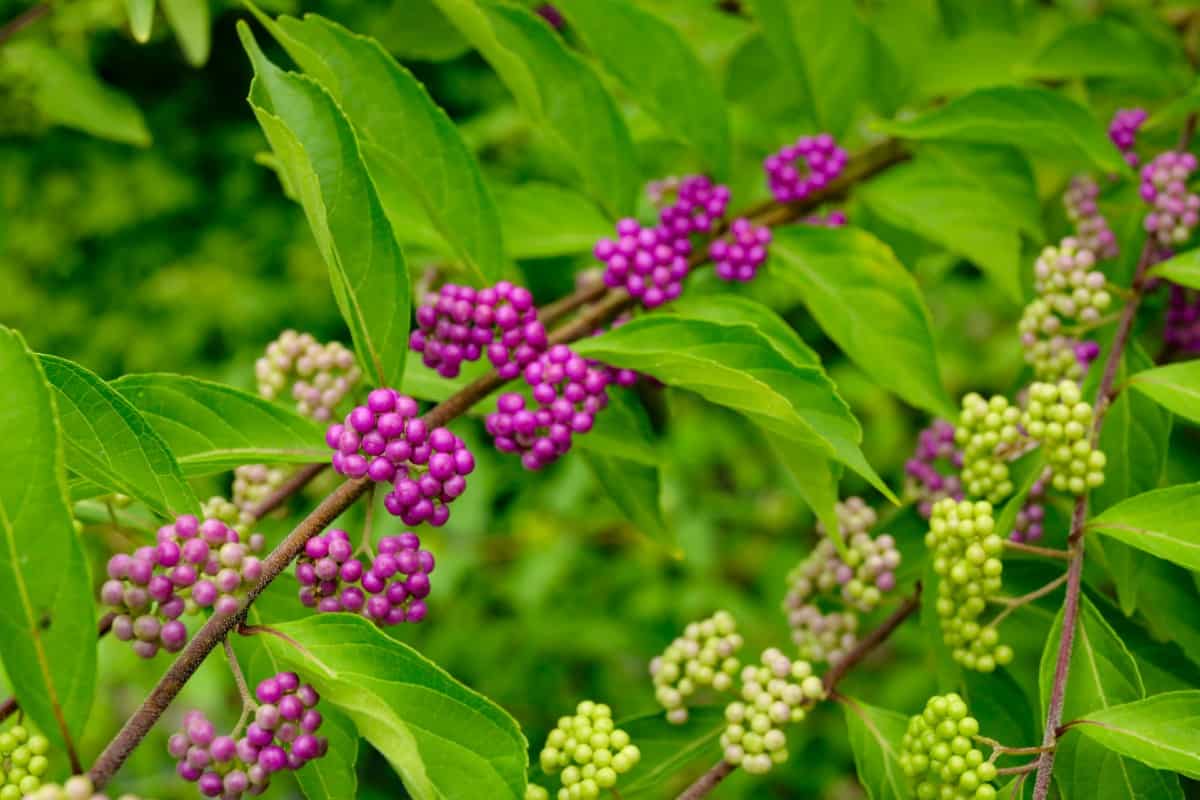 The bright purple beautyberries are well-loved by birds.