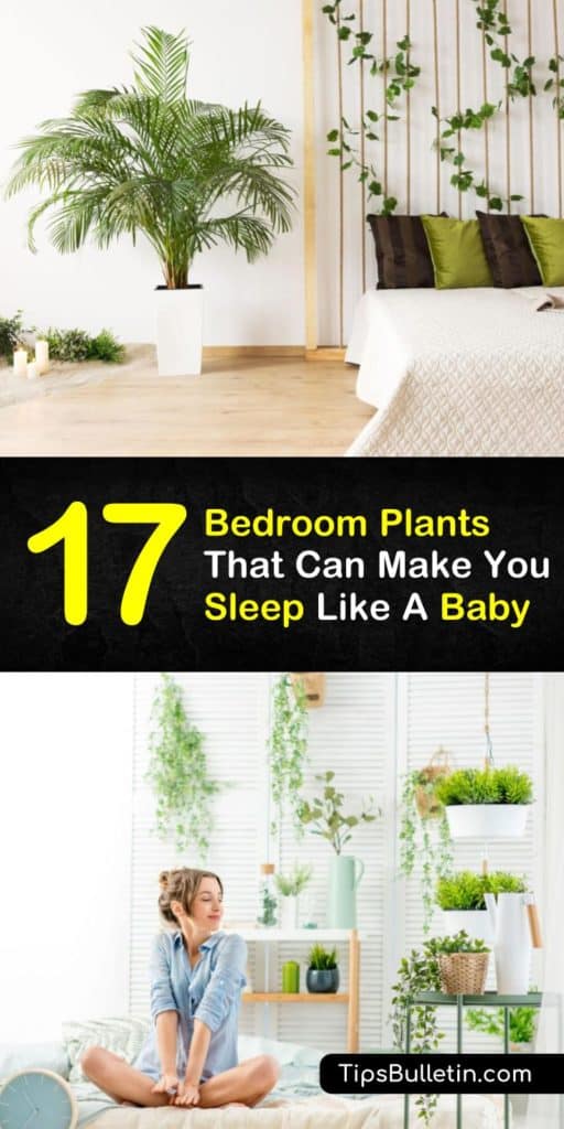 The best bedroom plants to get you a better sleep and brighten up your decor. Learn which small, indoor plants look great on bedside tables. Whether you choose decoration planters or hanging plants, these ideas will help you get a better nights sleep. #plantsforsleep #bedroomplants #houseplants