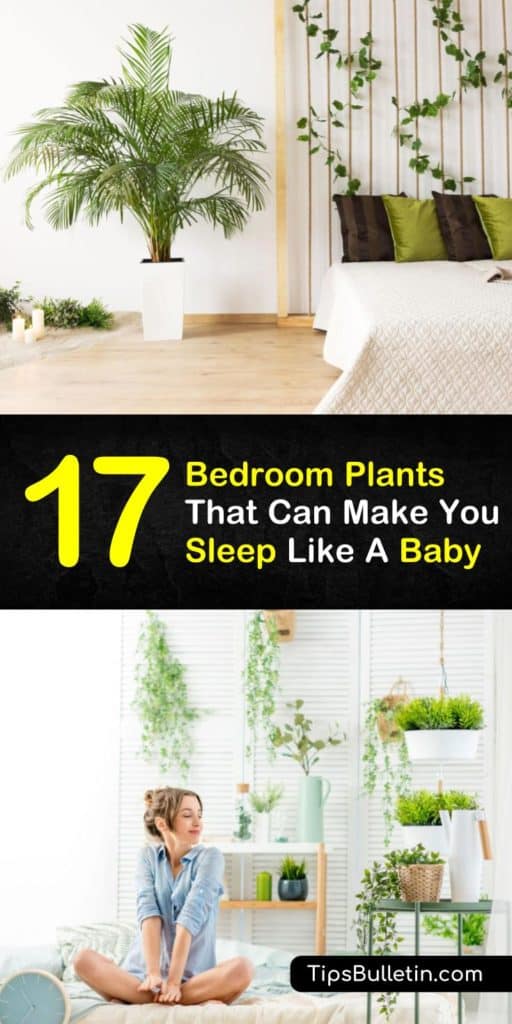 The best bedroom plants to get you a better sleep and brighten up your decor. Learn which small, indoor plants look great on bedside tables. Whether you choose decoration planters or hanging plants, these ideas will help you get a better nights sleep. #plantsforsleep #bedroomplants #houseplants