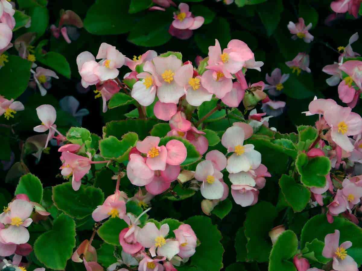 Begonias have both flashy flowers and foliage.