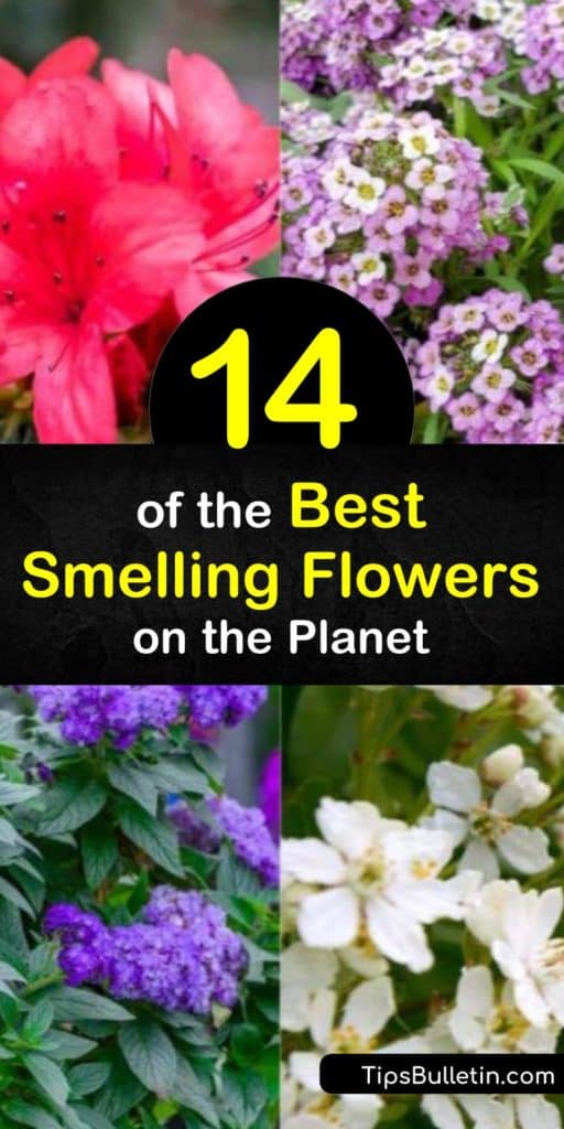 When figuring out what to plant in your yards and gardens think about plants and their fragrance. Some of the best smelling flowers can bring back some of your favorite memories. For long-lasting fragrance choose beautiful plants that bloom at various times of the year. #smelling #flowers