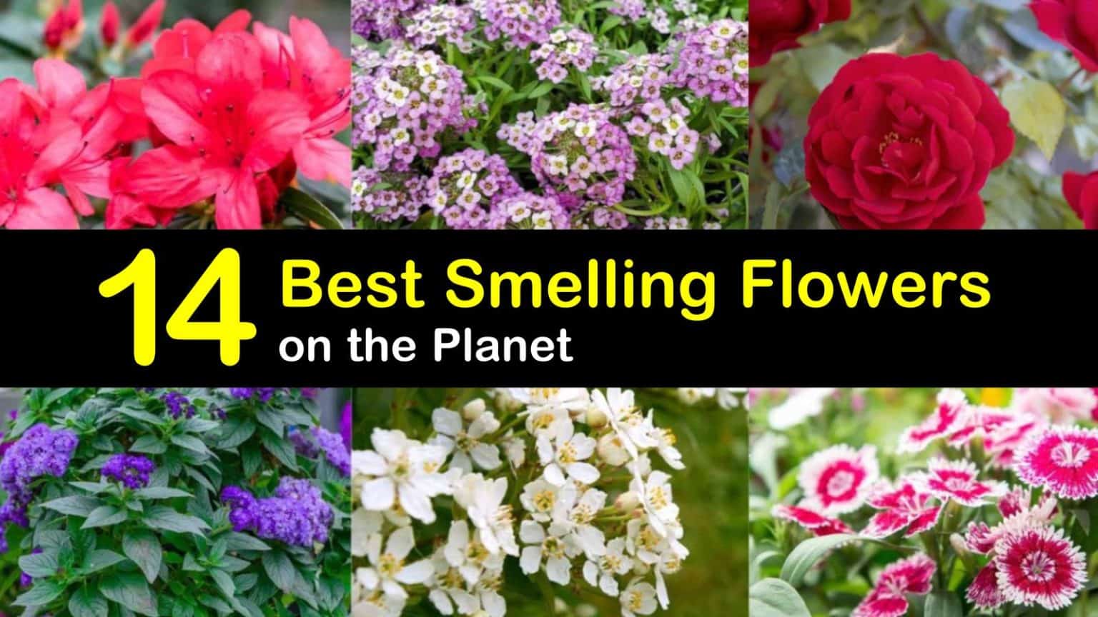 14 of the Best Smelling Flowers on the