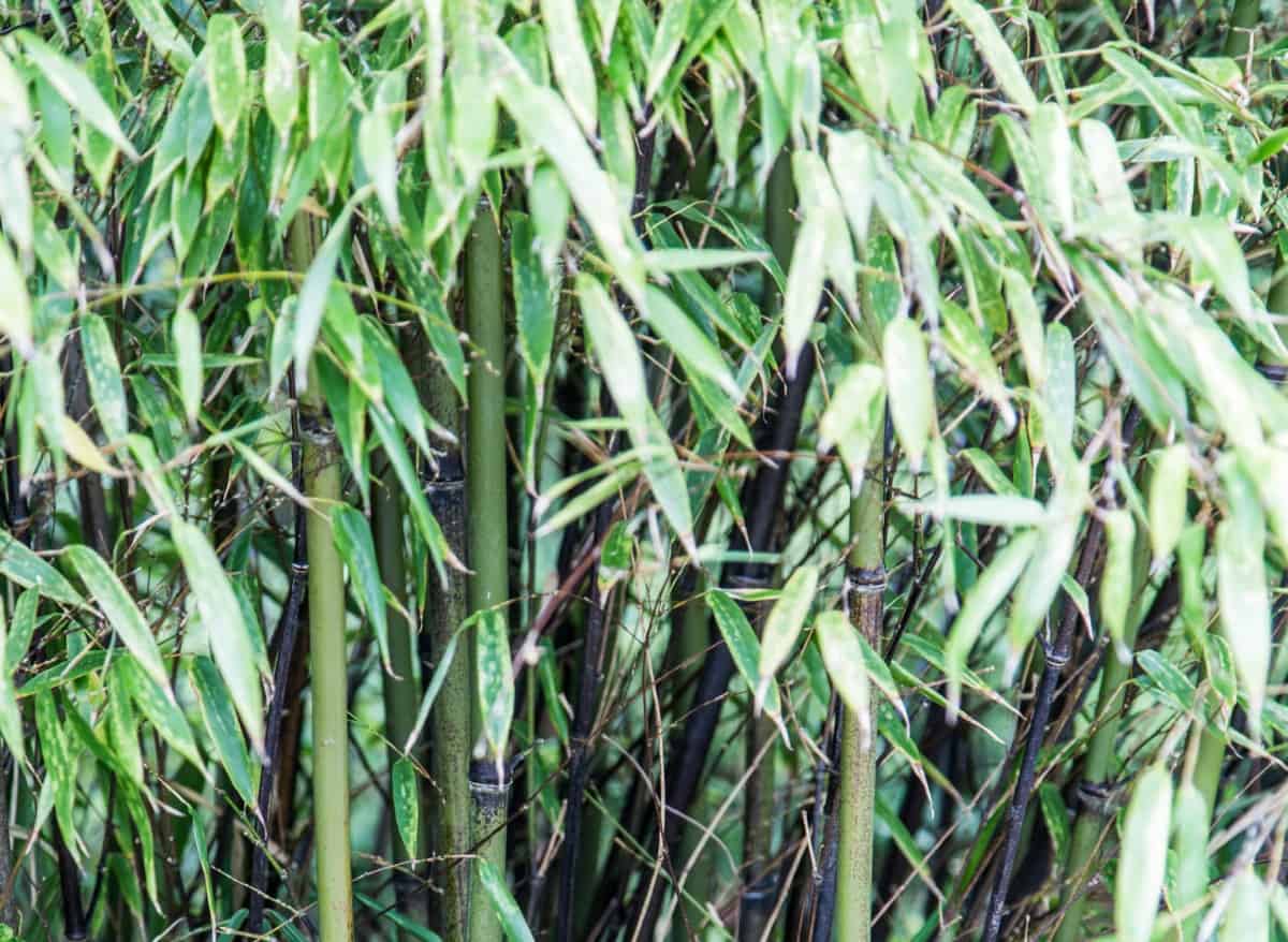 Black bamboo changes color from green to black.