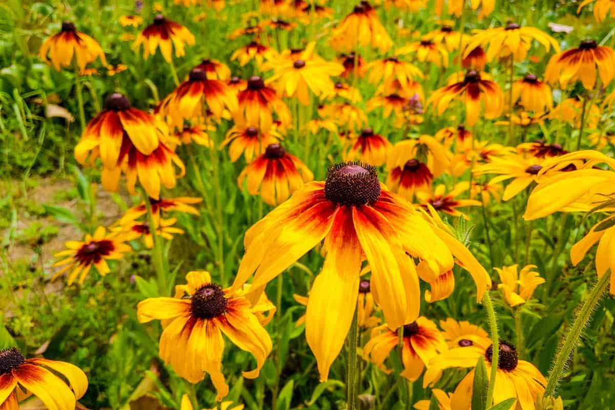 The black-eyed Susan is a daisy-like flower that looks good in arrangements.