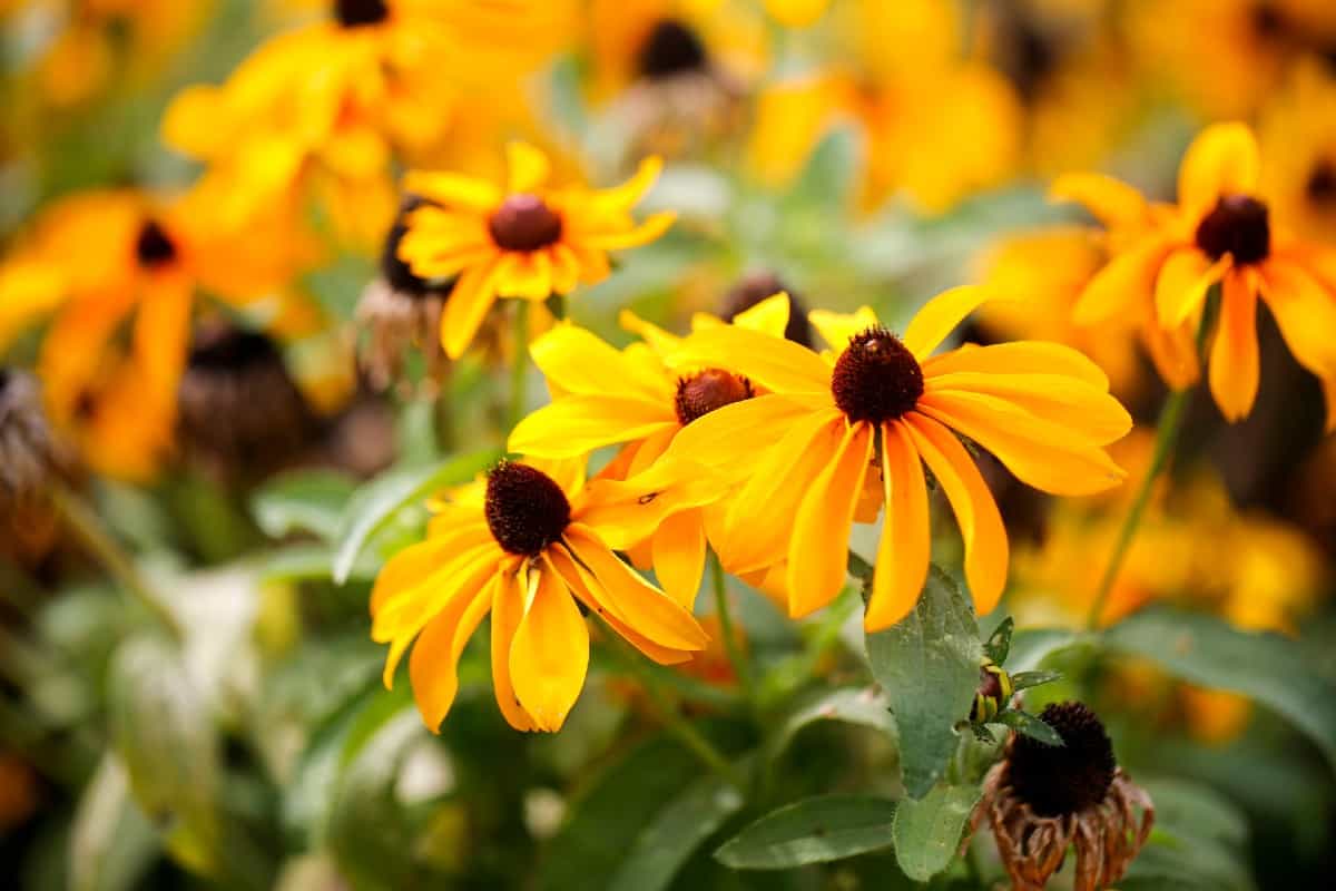 The black-eyed Susan likes poor soil and lots of sun.