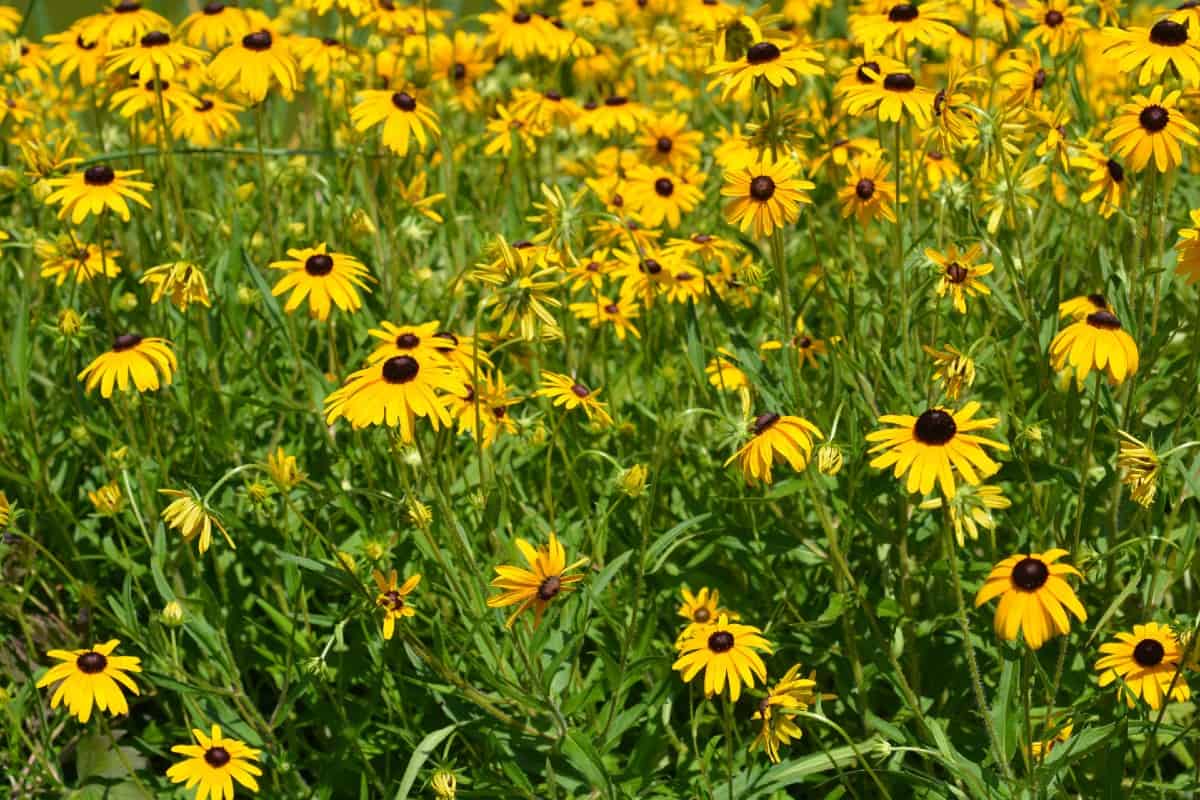 Black-eyed Susans are self-seeding perennials.