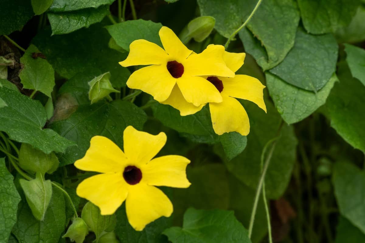 Black-eyed Susan vines need warm temperatures.