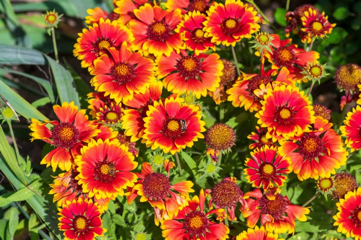 Birds and butterflies both love blanket flowers.