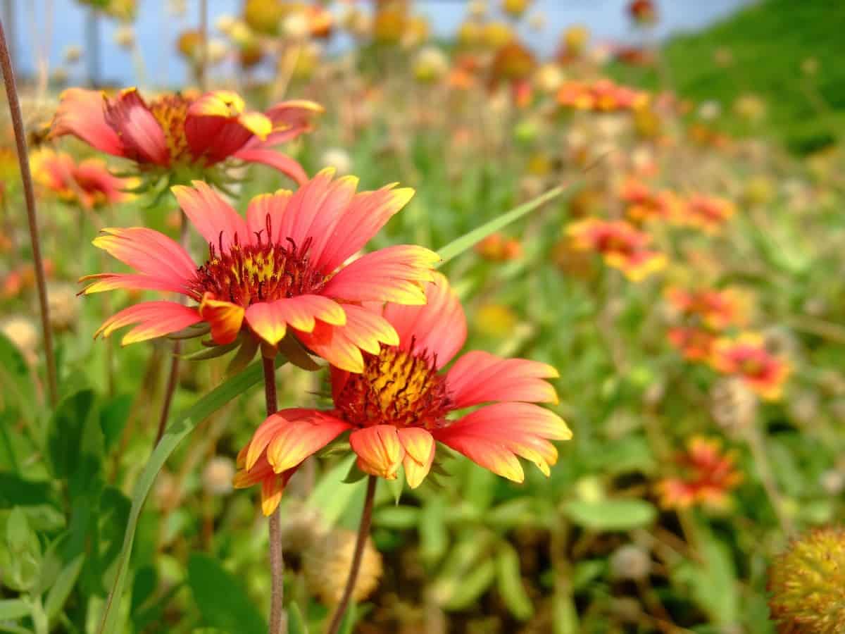 Blanket flowers are brightly-colored daisy-like flowers.