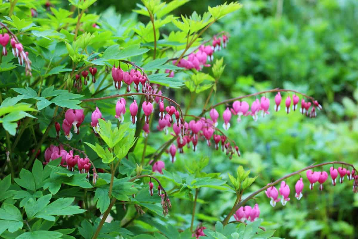 Bleeding heart is deer-resistant and prefers shade.