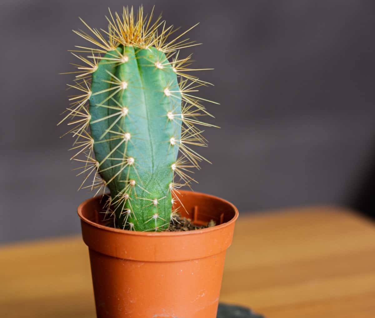 The beautiful blue columnar cactus can grow up to 33 feet tall.