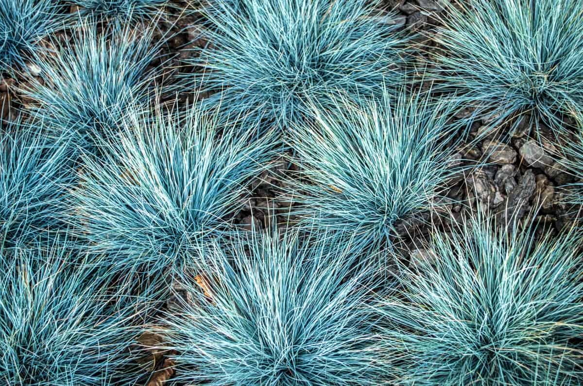 Blue fescue grass is an ornamental that is attractive all year.