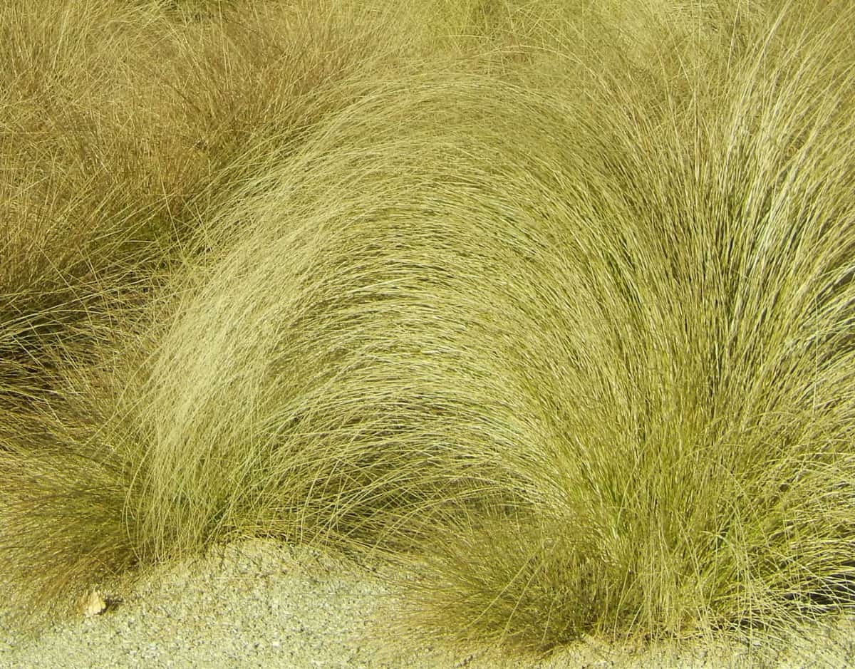 Blue oat grass has narrow blades with brown spikes that shoot up in the fall.