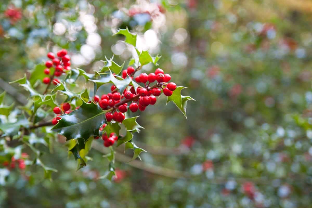 The Blue Princess holly is an evergreen shrub with shiny leaves.