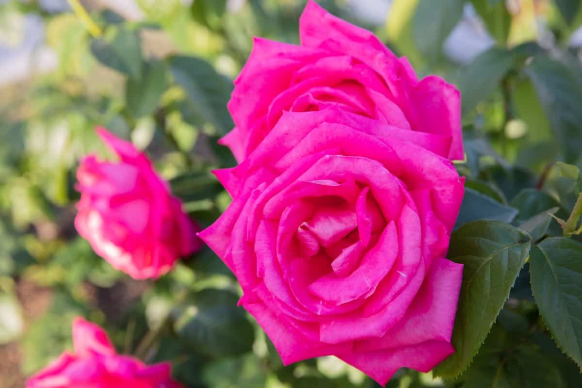 The bonica 82 rose is almost disease-free.