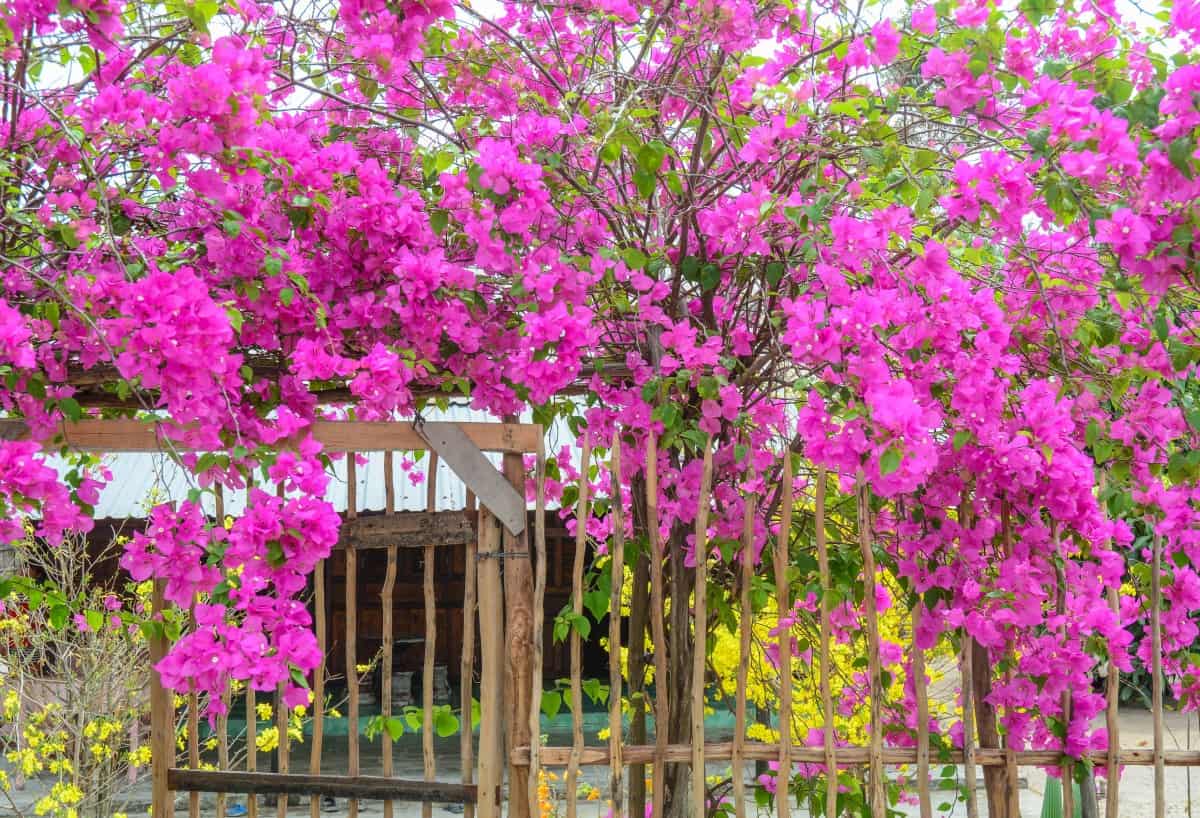 Bougainvillea has a strong but thorny stem.