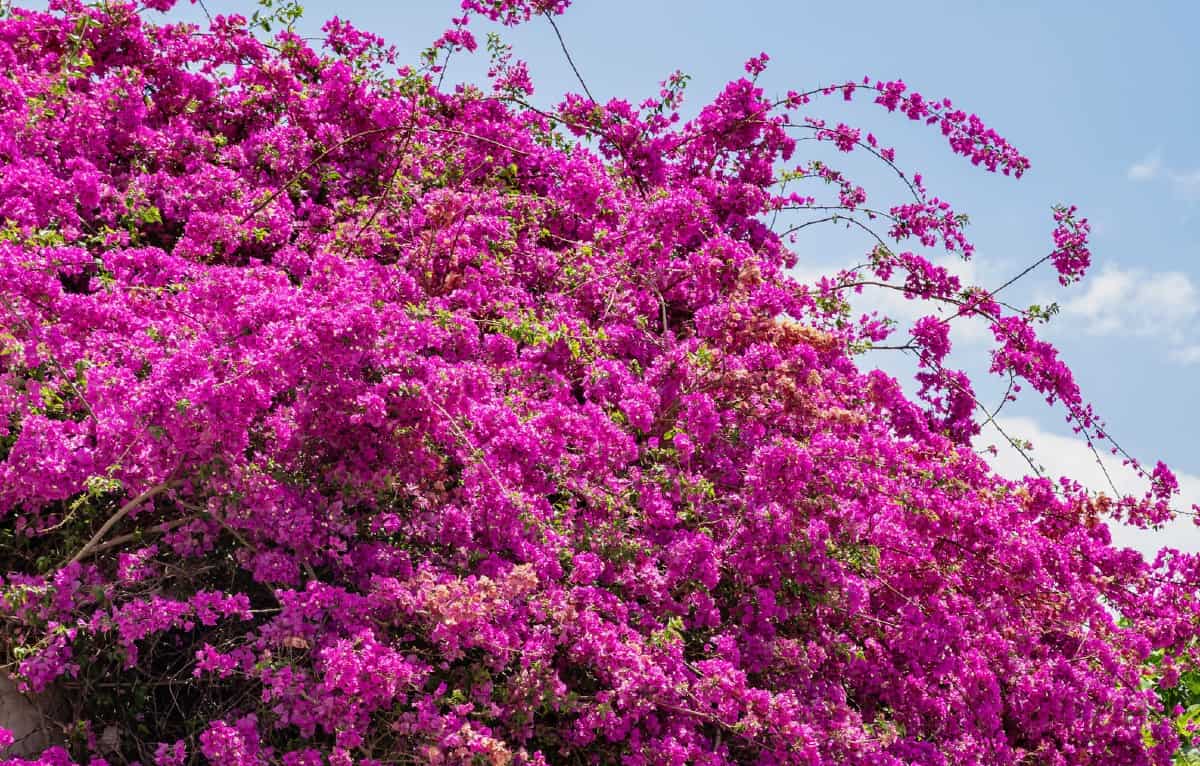 Bougainvillea grow vigorously on slopes or anywhere else.