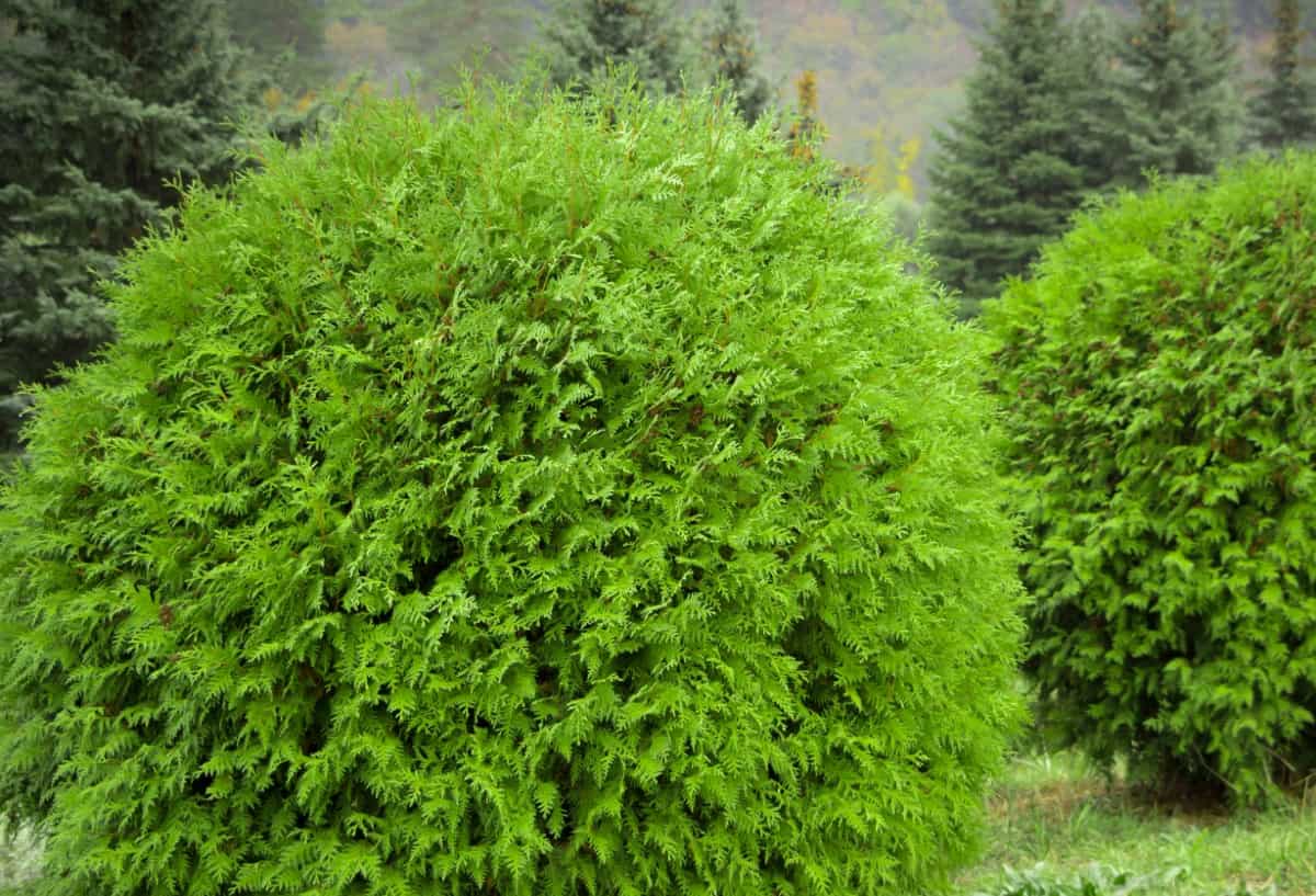 Bowling ball arborvitae has a naturally rounded shape.