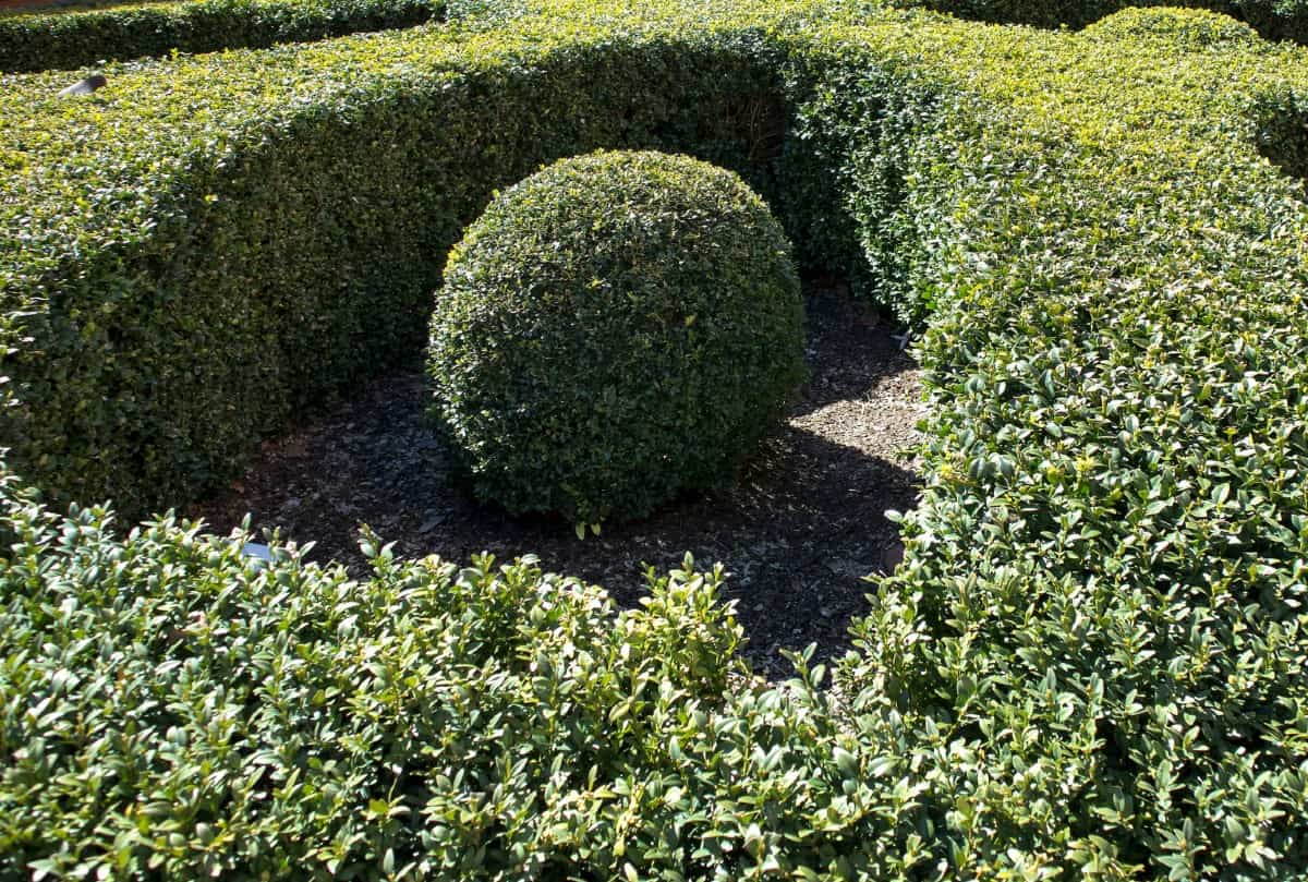 Boxwood shrubs stay green all year.