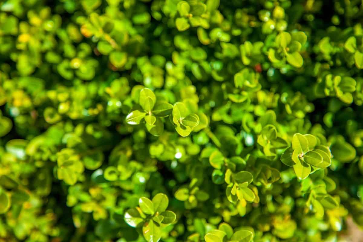 Boxwood is a fast growing shrub that likes some shade.