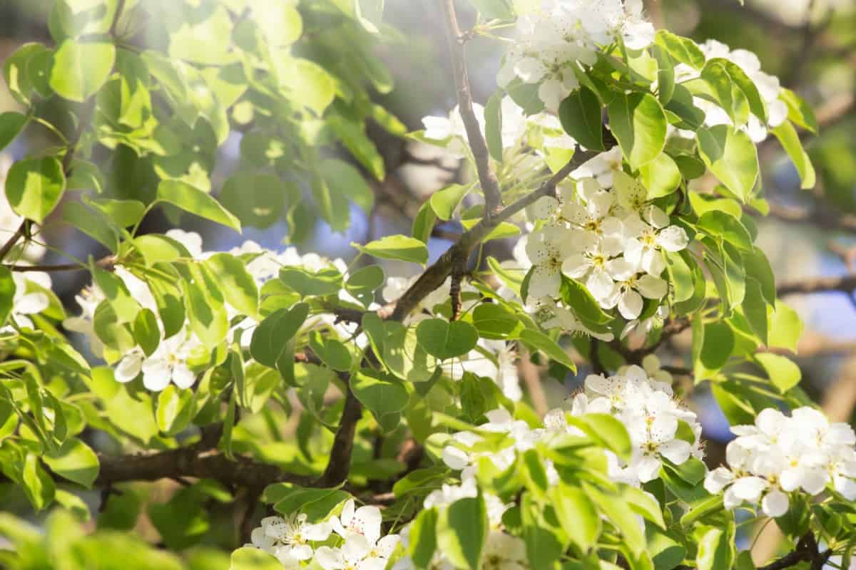 The bradford pear is a pretty but messy and smelly tree.