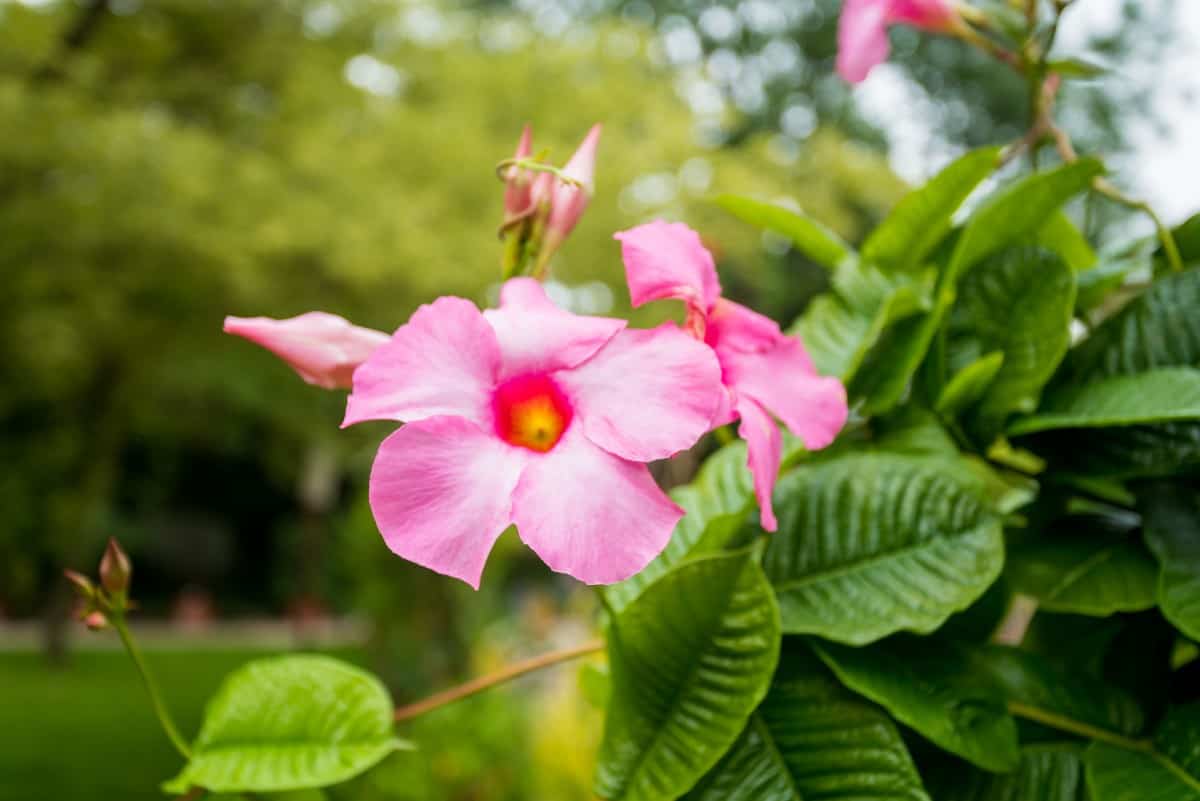 Brazilian jasmine is a tropical-looking flower.